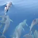 Dolphins