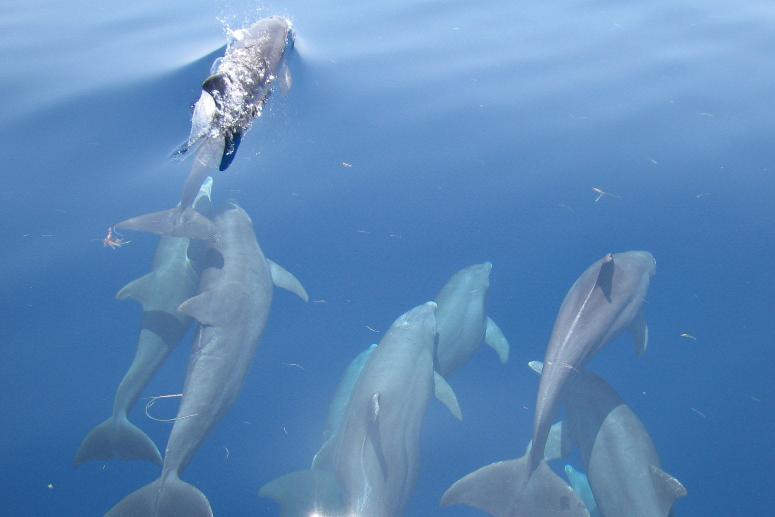 Dolphins