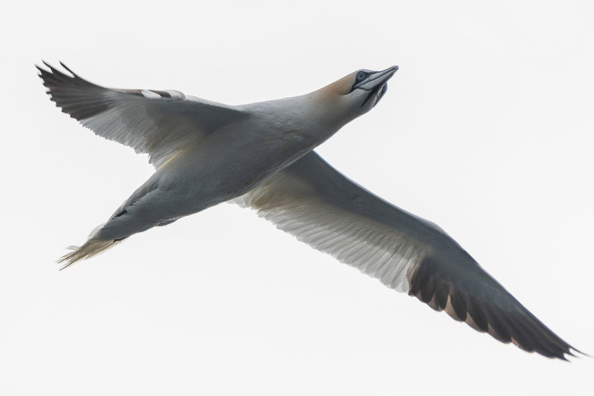 Gannet