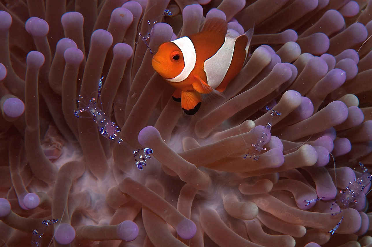 Vida Marinha - Raja Ampat Aggressor II
