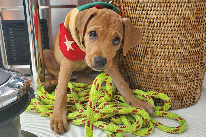 Boat Dog