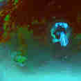 Diving