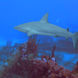 Shark - CruiseNautic