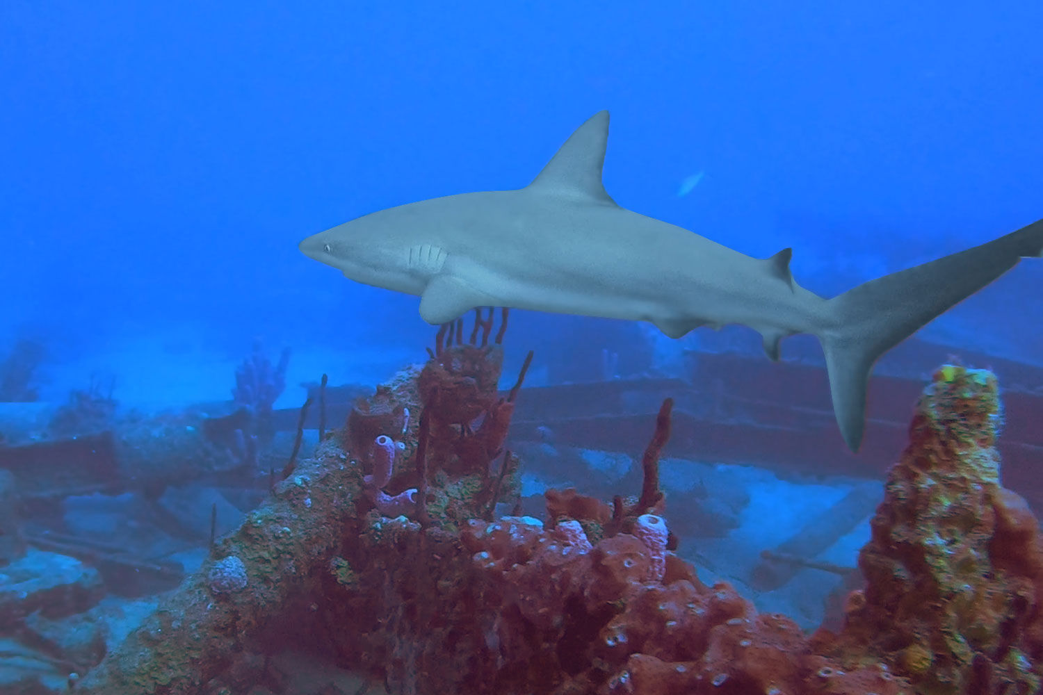 Requin - Cruisenautic