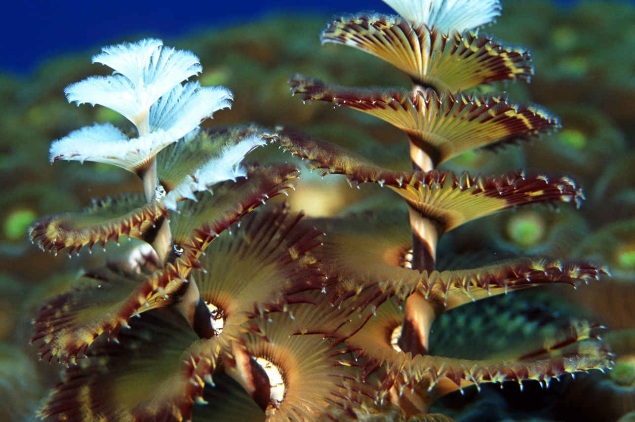 Marine Life