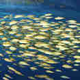 Marine Life