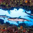 Marine Life