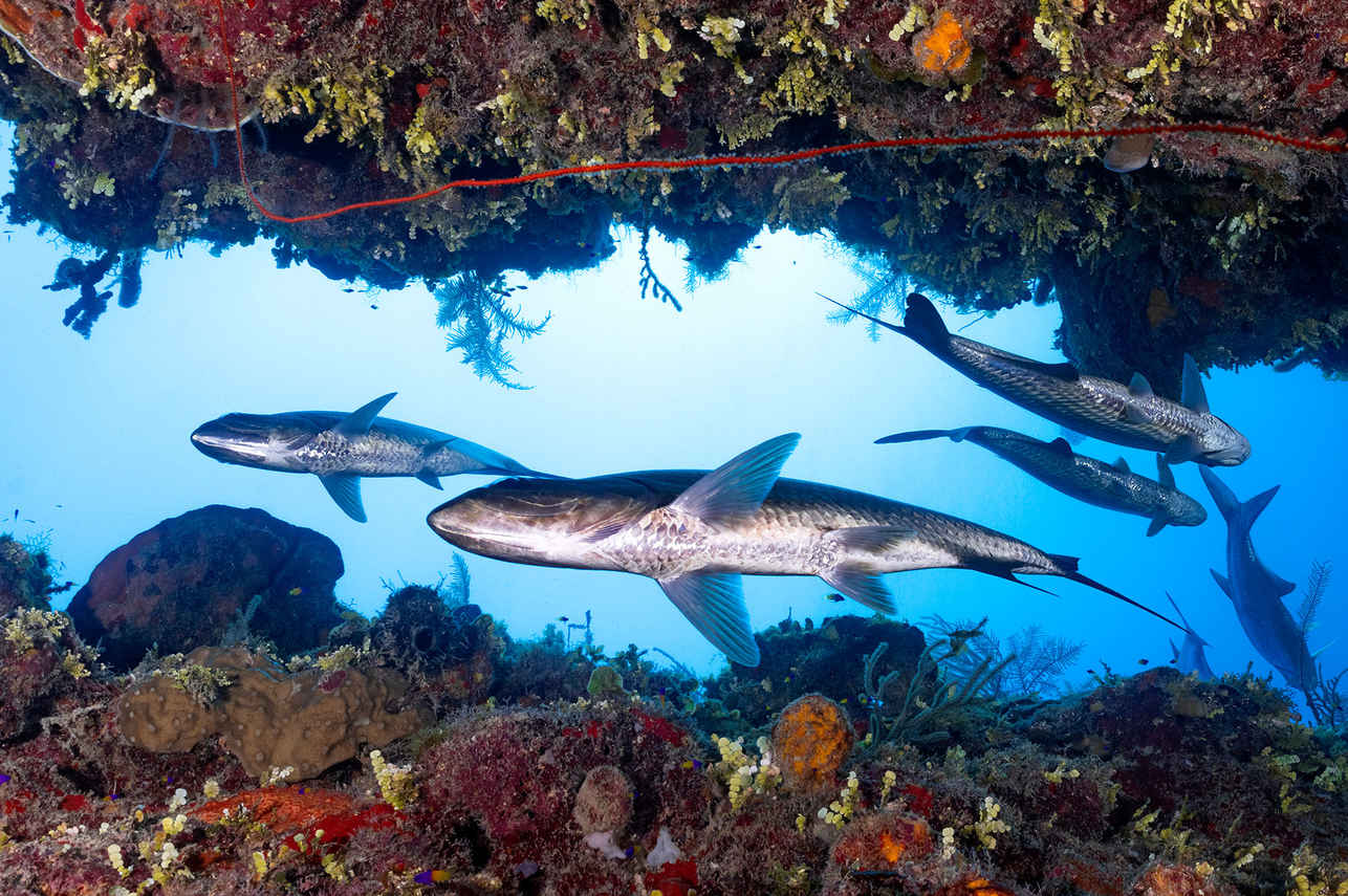 Marine Life