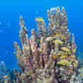 Marine Life