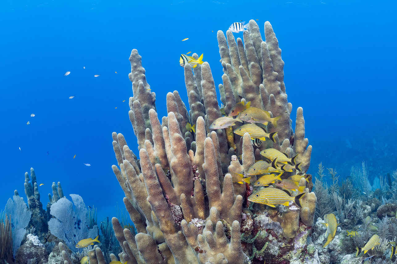 Marine Life