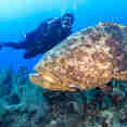 Marine Life