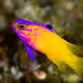 Marine Life