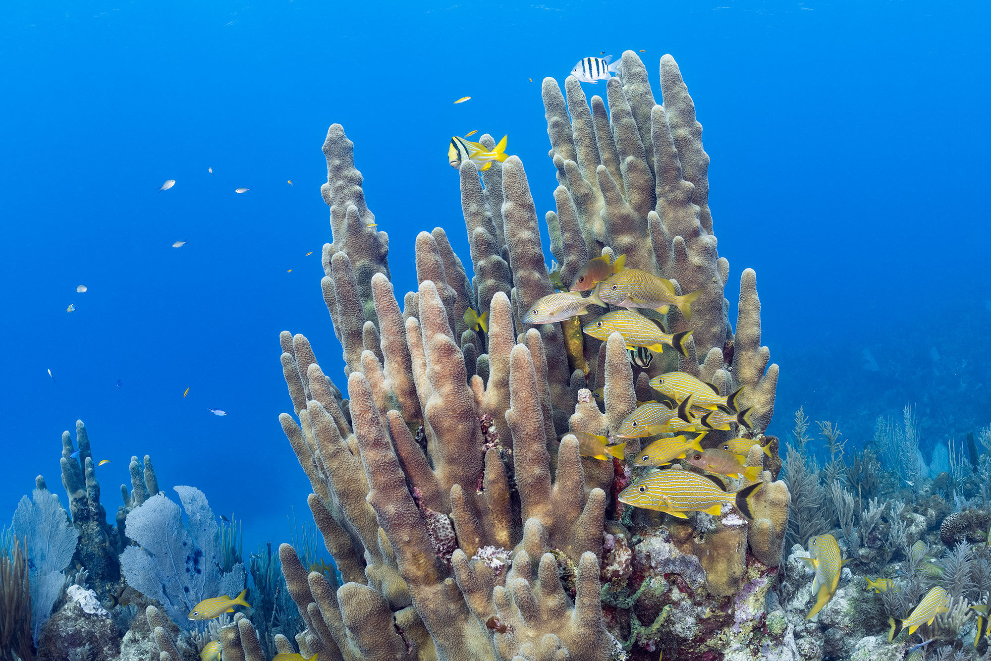 Coral Reef - Jardines Avalon Charters