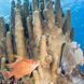 Corail  - Jardines Avalon Charters