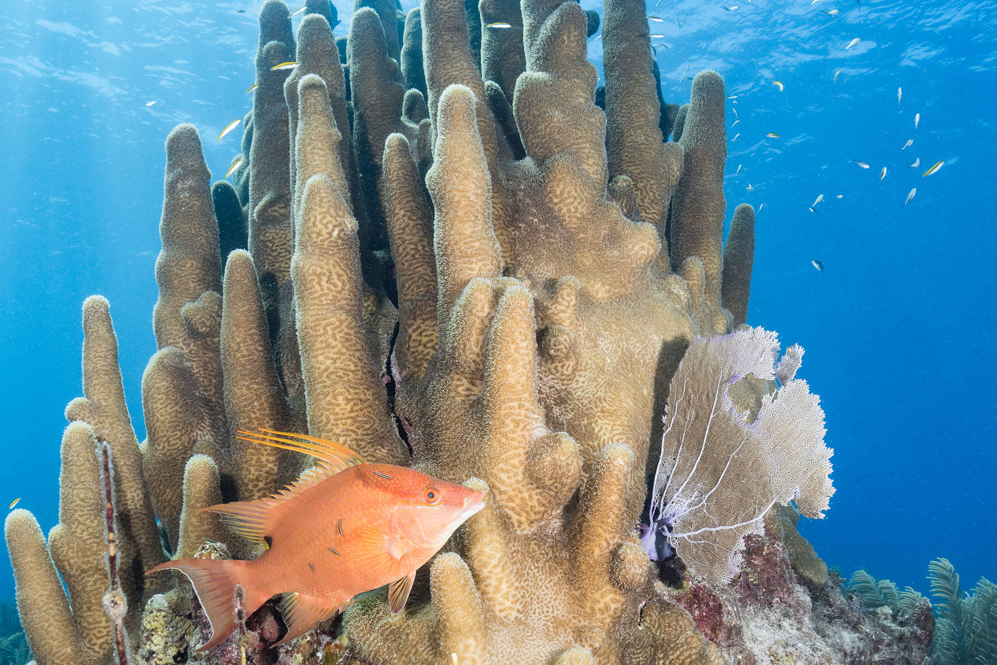 Coral Reef - Jardines Avalon Charters