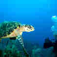 Turtle - Jardines Avalon Charters