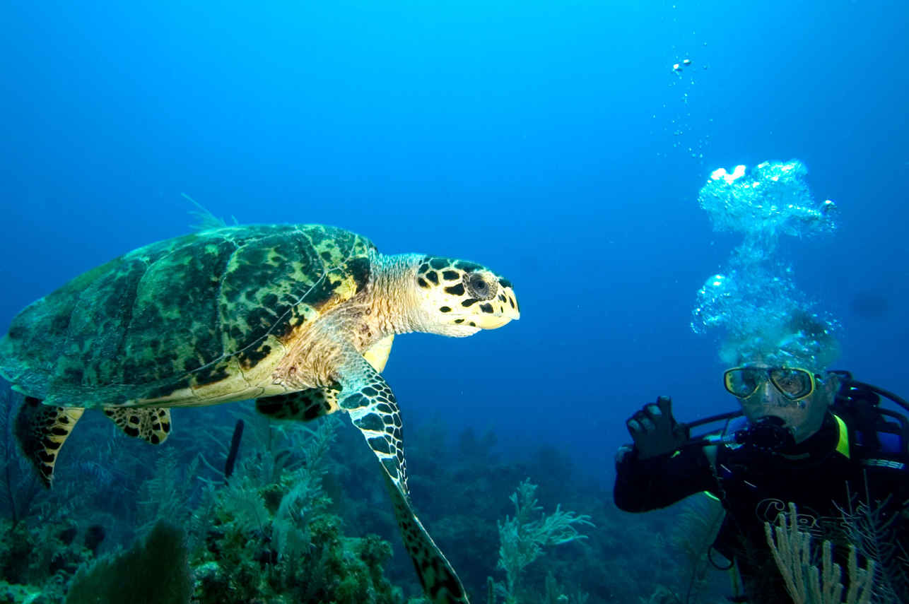 カメ - Jardines Avalon Charters