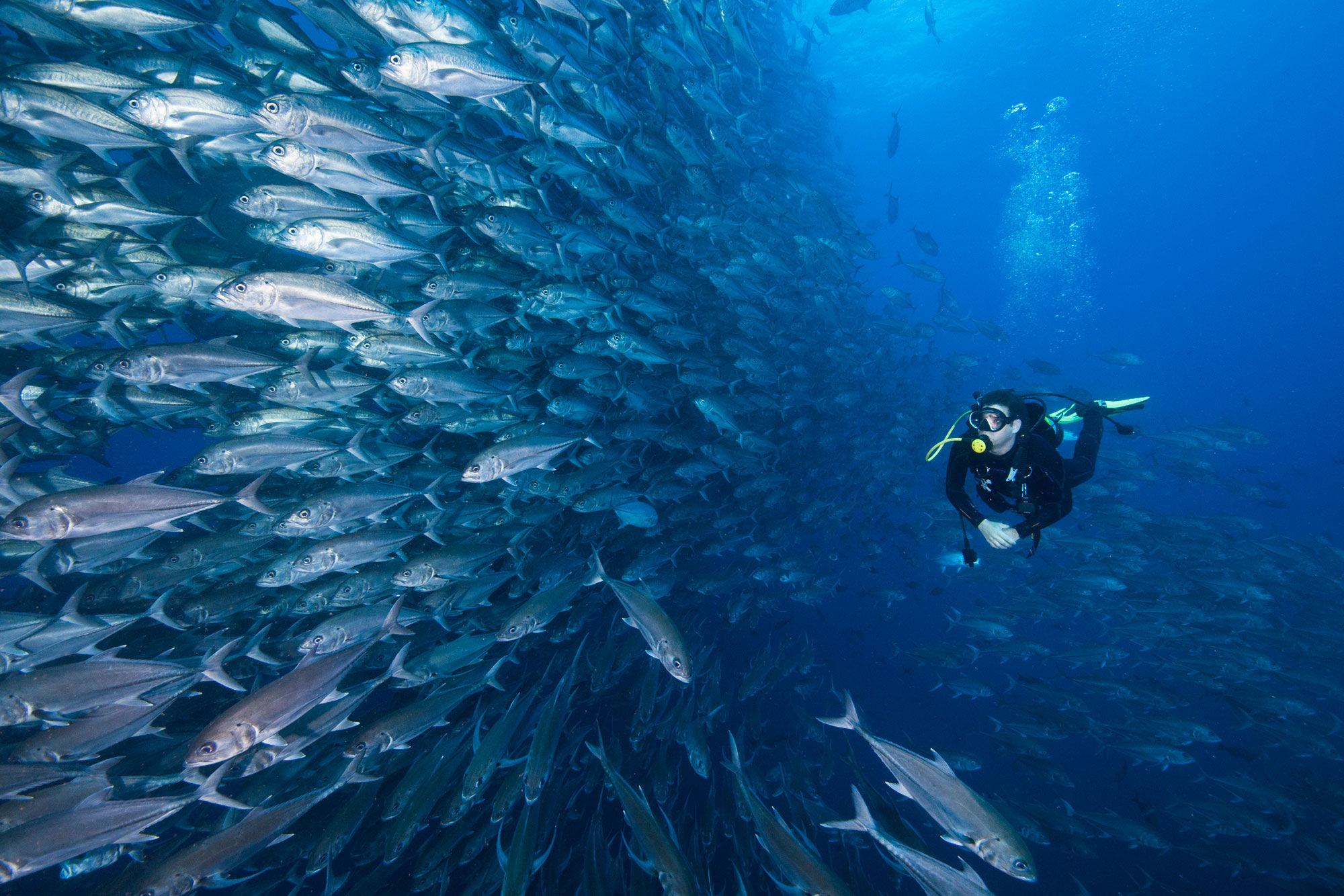 Marine Life - Galaxy Orion