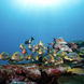 Onderwaterleven - EcoPro Mariana