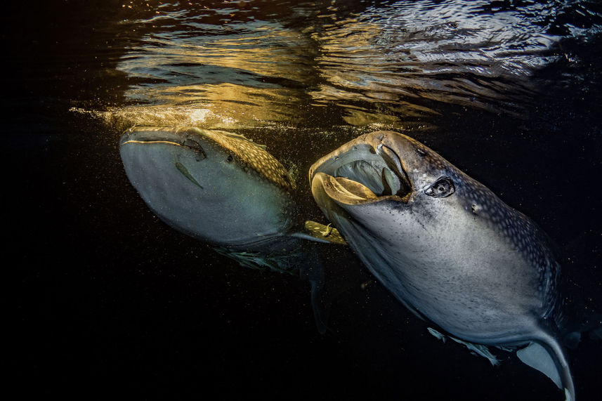 Marine Life - EcoPro Mariana