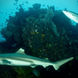 Shark - Komodo Sea Dragon