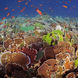 Coral Reef - Komodo Sea Dragon