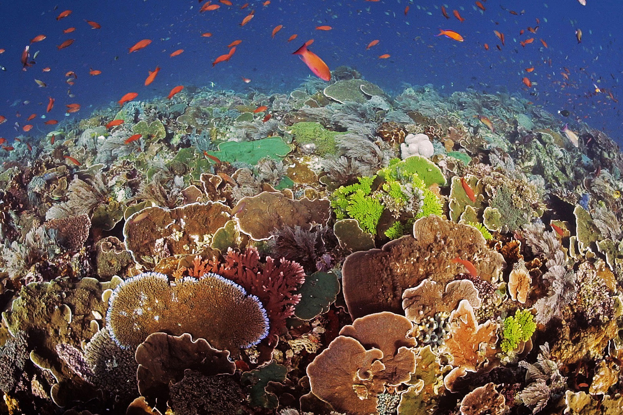 Coral Reef - Komodo Sea Dragon