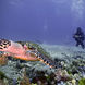 Turtle - Komodo Sea Dragon