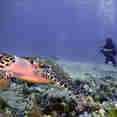 Diving
