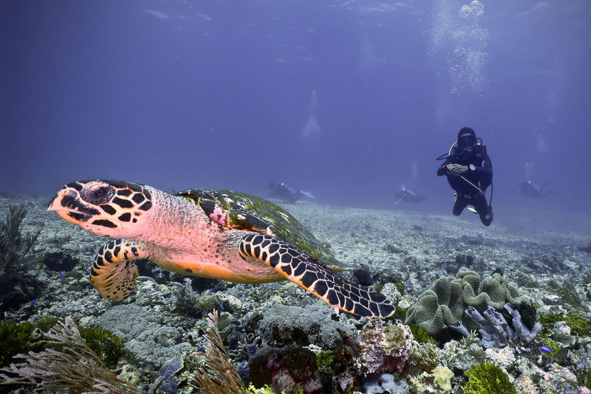 Tortuga  - Komodo Sea Dragon