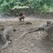 Komodo Dragons