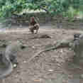Komodo Dragons