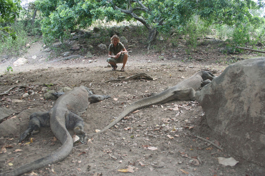 Komodo Dragons