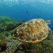 Turtle - Komodo Sea Dragon