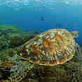 Tortue - Komodo Sea Dragon