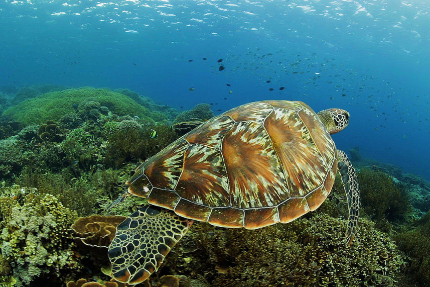 Turtle - Komodo Sea Dragon