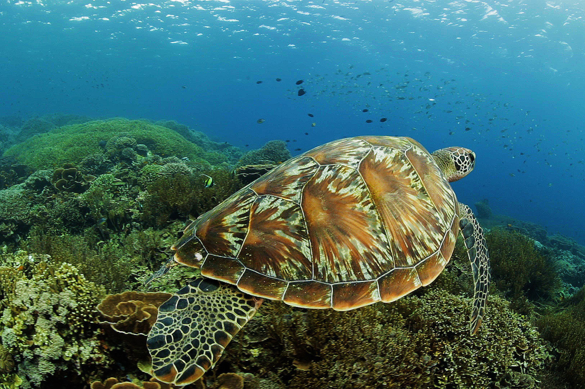 Tortue - Komodo Sea Dragon