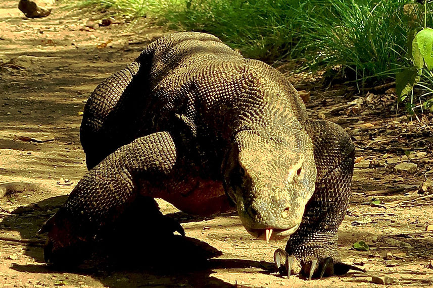 Komodo Dragon