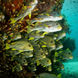 Marine Life - Komodo Sea Dragon