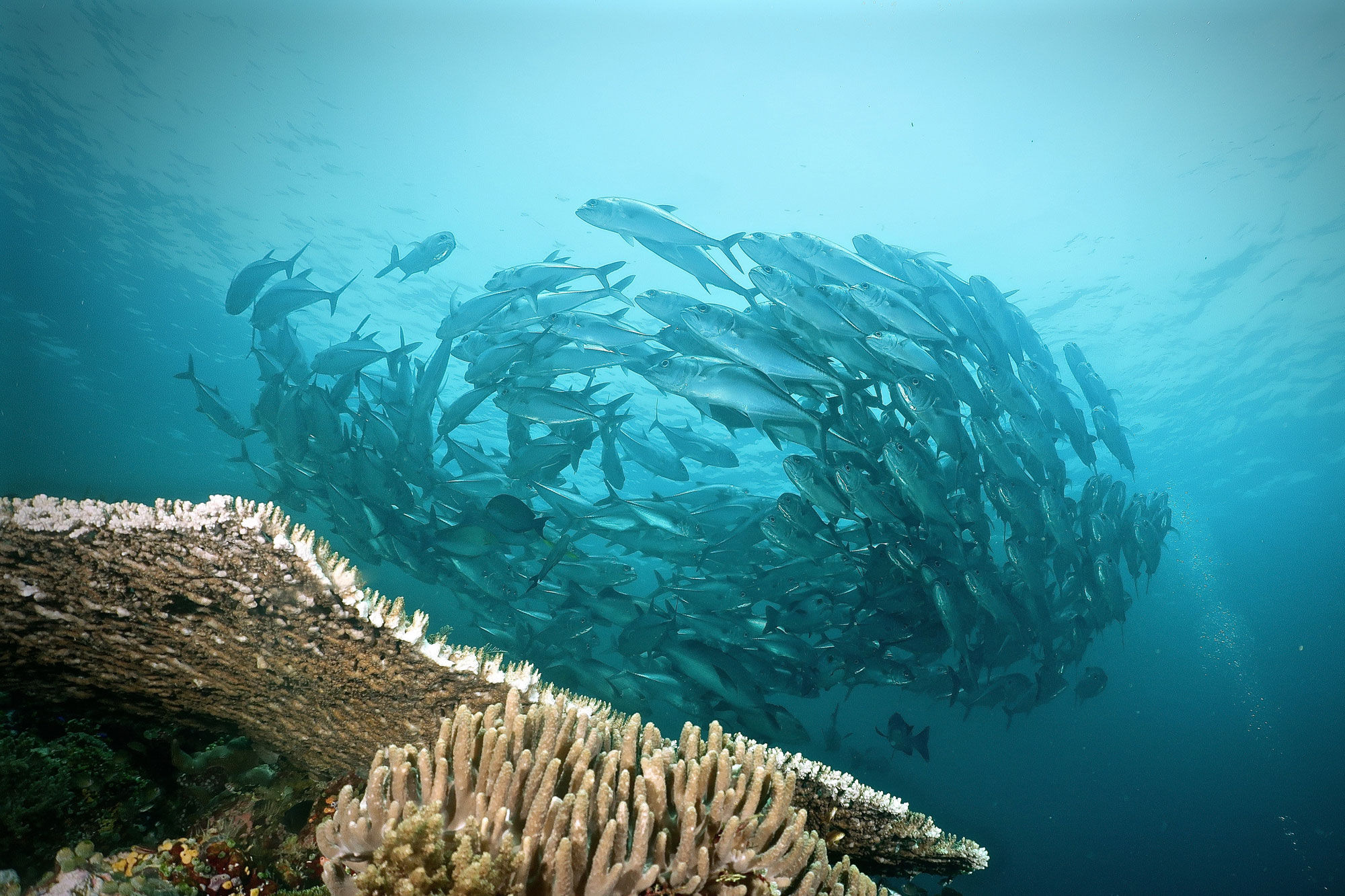 Marine Life - Komodo Sea Dragon