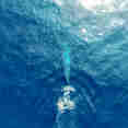 Whale Shark - G Adventures Sri Lanka