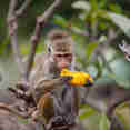 Wildlife