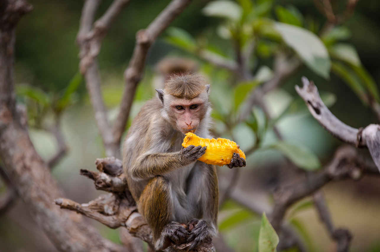 Wildlife