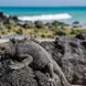 Iguane - Reina Silvia Voyager