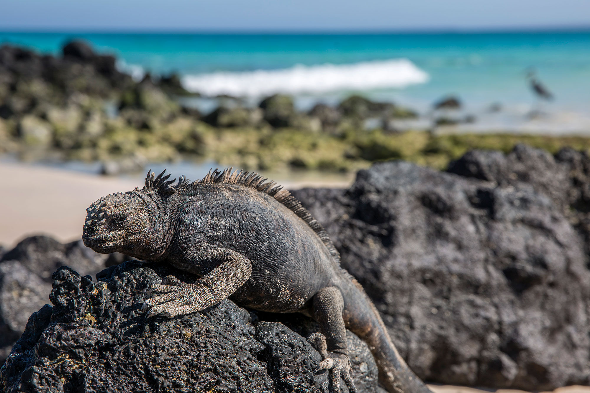 Iguane - Reina Silvia Voyager