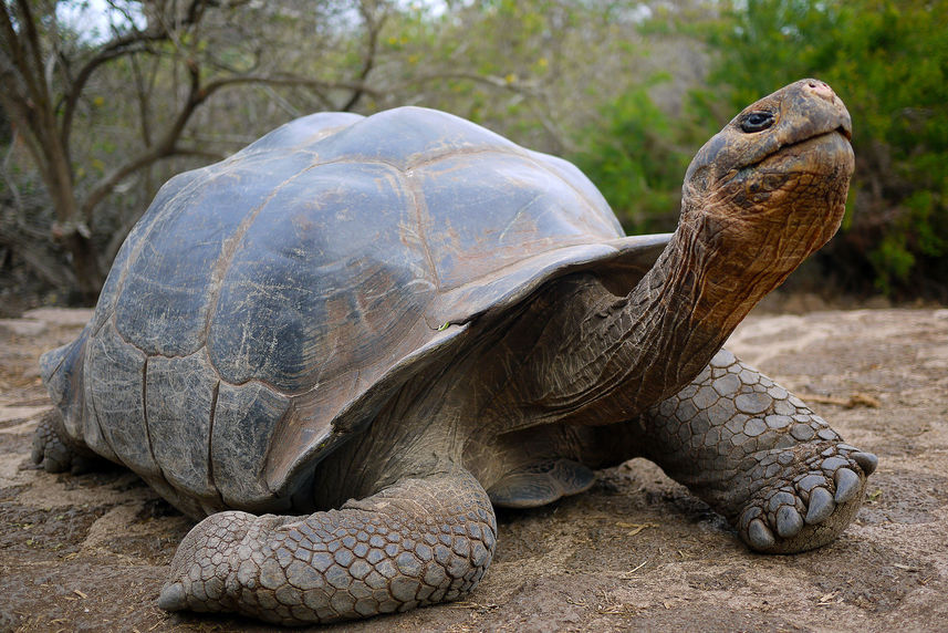 Schildpad - Reina Silvia Voyager