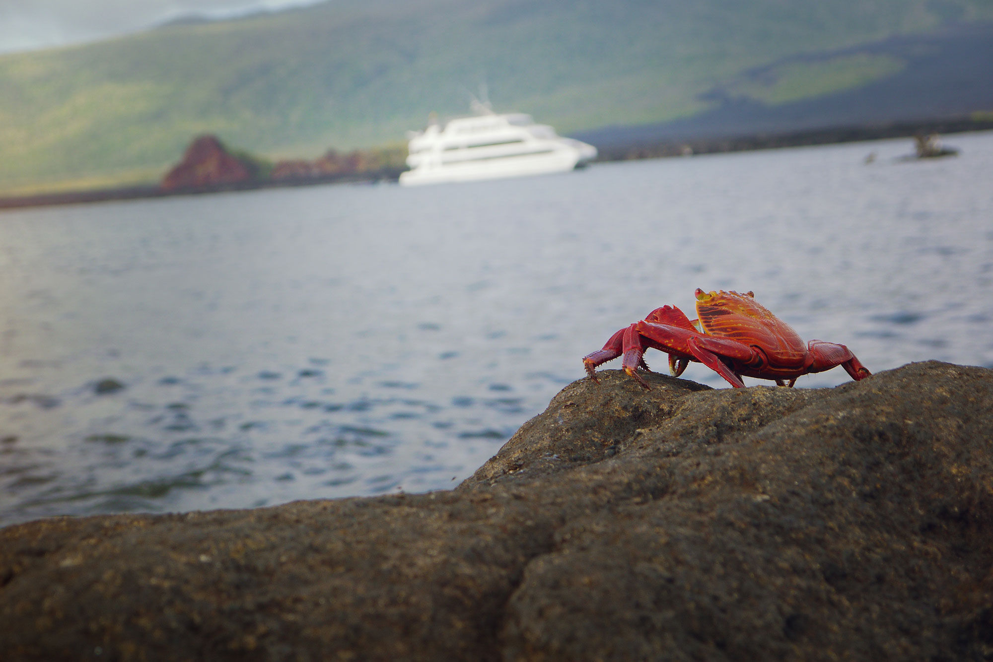 Island Exploration - Reina Silvia Voyager