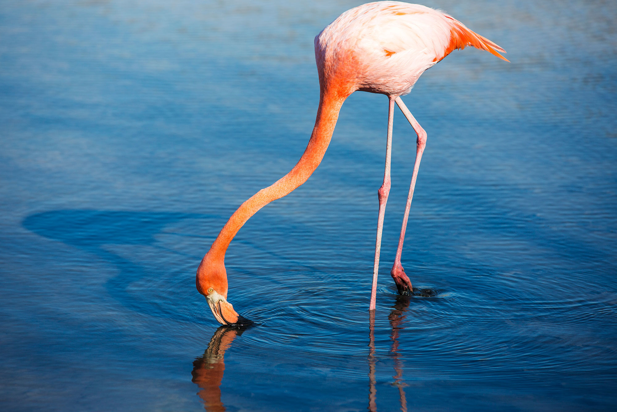 Flamingo