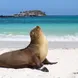 Sealions - Reina Silvia Voyager