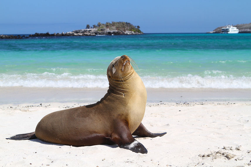 Sealions - Reina Silvia Voyager